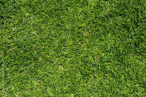 Top view texture of green grass in the park 