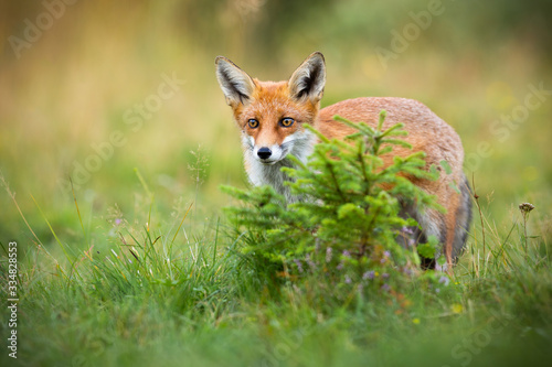 Curious red fox, vulpes vulpes, hiding behind a small spruce tree on glade in summer. Attentive mammal sneaking in green nature with copy space. Animal wildlife scenery with predator hunting. © WildMedia