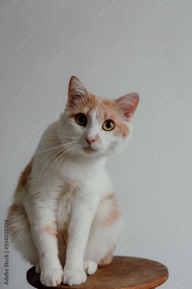 Portrait of domestic red cat. Cute young cat sitting in front and looking at camera. Curious young orange striped kitty isolated on white background. Portrait of domestic red cat. Cute young cat sitting in front and looking at camera. Curious young orange striped kitty isolated on white background.