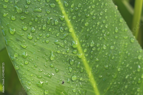 Dew droplets on a tropical green leaf in St. Gallen, Switzerland.