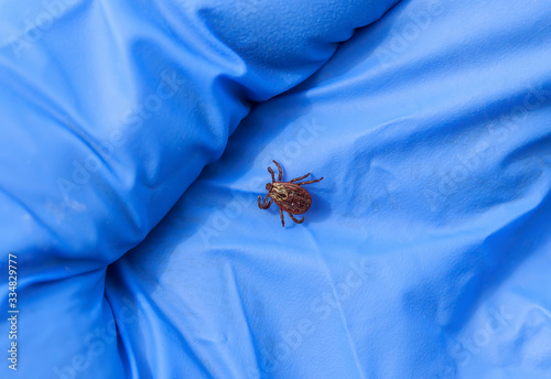 veterinarian's gloved hand holds small dangerous insects mite removed from th...