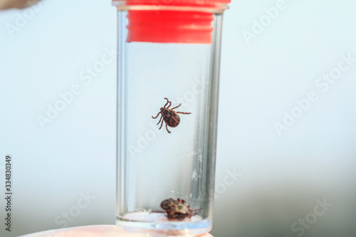 small dangerous insects ticks caught in a test tube for research in the labor...