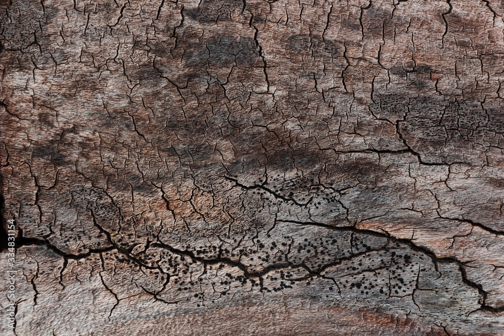 texture of old dry wood with cracks in the shape of a lightning texture of old dry wood with cracks in the shape of a lightning