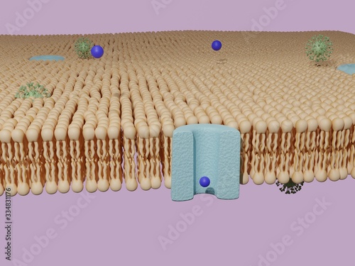 Фотография Molecule passing through a protein channel and virus passing through a lipid bil