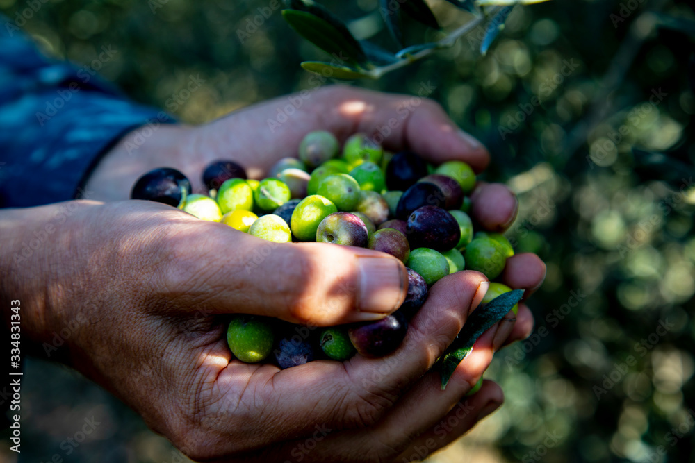 close up photo of hands holding arbequina olives in olive farm with natural green background close up photo of hands holding arbequina olives in olive farm with natural green background