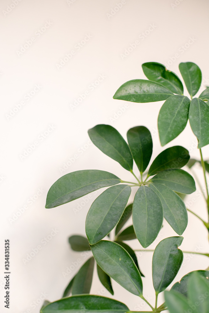floral background with plant floral background with plant