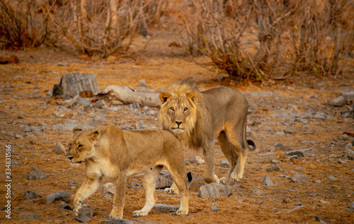 African Lion Pair
