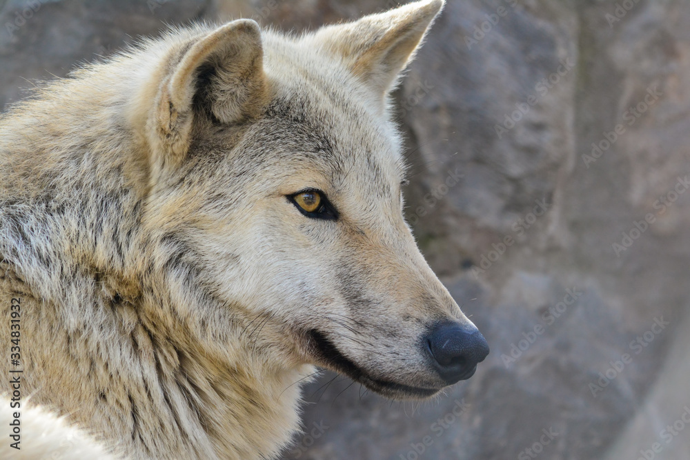Portrait of grey wolf looking straight