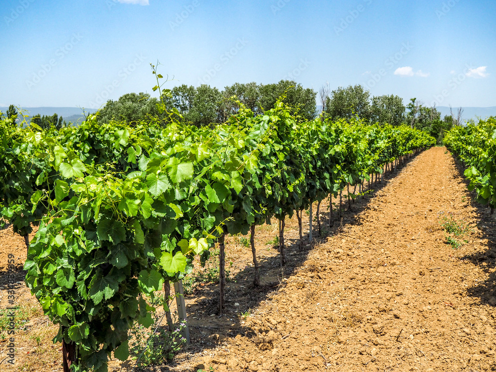 Grapevines in vineyards of Provence