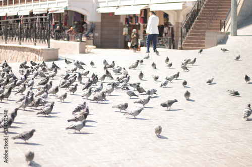 Ankara / Turkey Haci Bayram feding pigeons