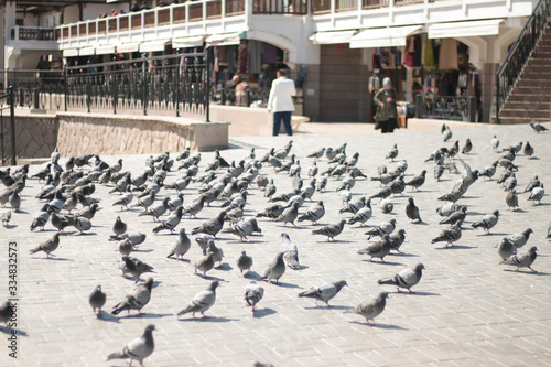 Ankara / Turkey Haci Bayram feding pigeons photo