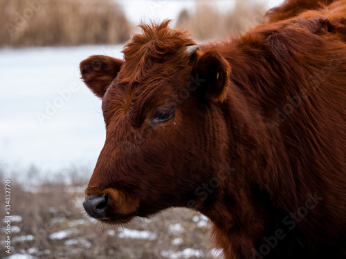 Young bulls graze on snow-covered field near river. Cows eat hay in snow