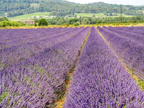  Magnificent purple rows of lavender fields in Provence, France.