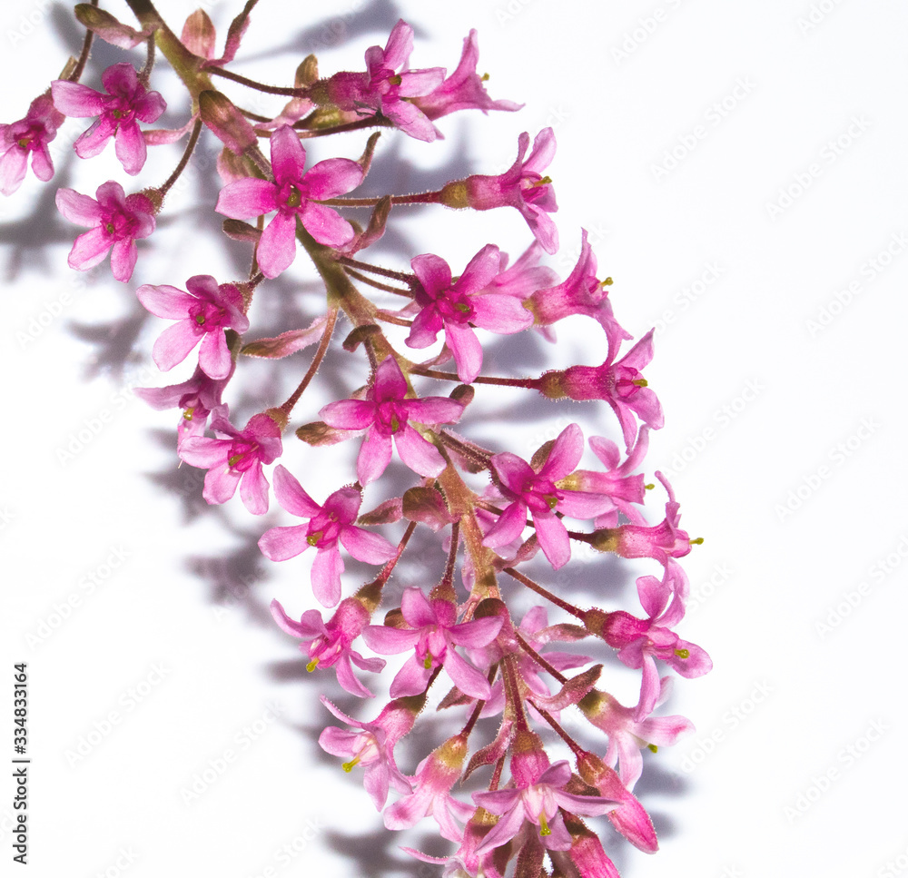 Close Up of Pink Flower Blossom on White Background