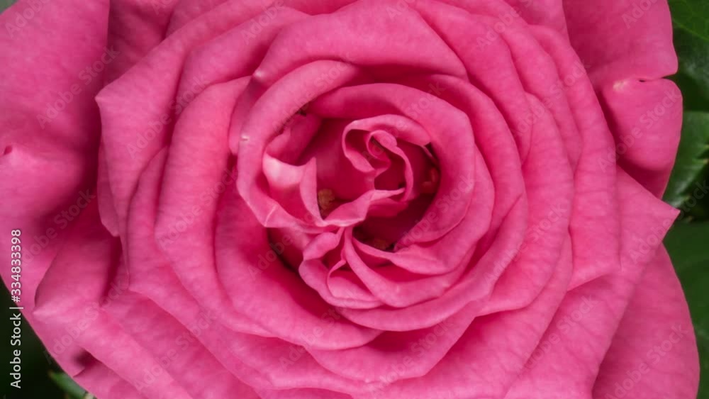 Timelapse of Pink Rose Growing Blossom From Bud to Big Flower Rotating on Green Leaves Background Timelapse of Pink Rose Growing Blossom From Bud to Big Flower Rotating on Green Leaves Background