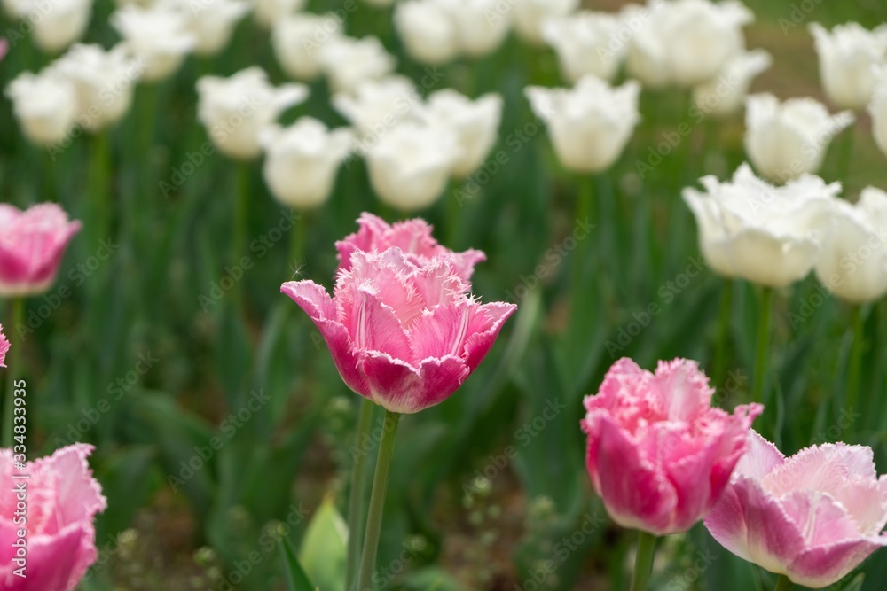 Tulip flowers and other spring flowers in grass in garden. Tulip flowers and other spring flowers in grass in garden.