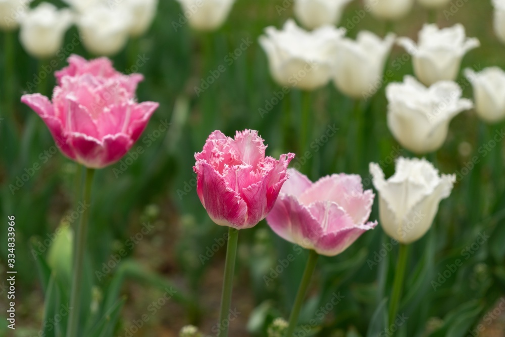 Tulip flowers and other spring flowers in grass in garden. Tulip flowers and other spring flowers in grass in garden.