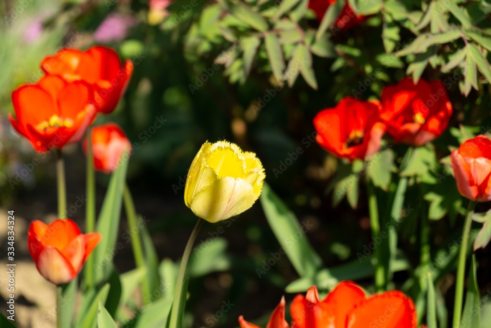 Tulip flowers and other spring flowers in grass in garden.