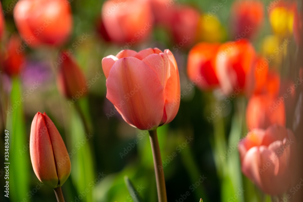 Fototapeta premium Tulip flowers and other spring flowers in grass in garden.