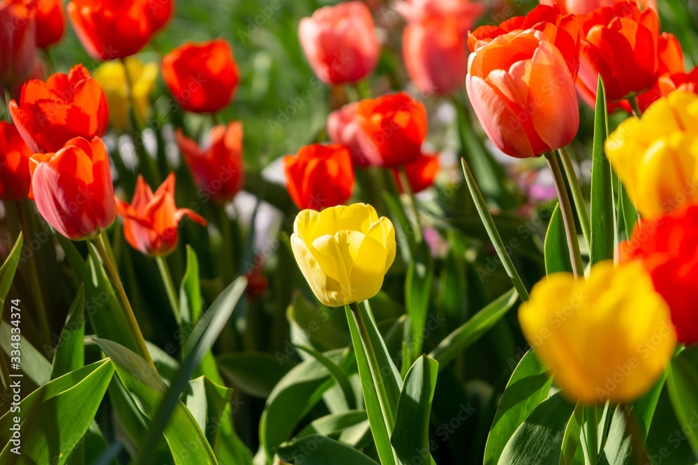 Tulip flowers and other spring flowers in grass in garden. Tulip flowers and other spring flowers in grass in garden.