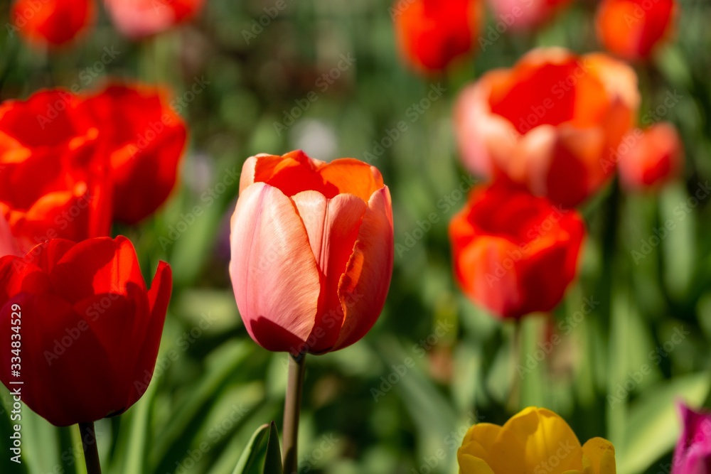 Tulip flowers and other spring flowers in grass in garden. Tulip flowers and other spring flowers in grass in garden.