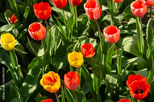 Tulip flowers and other spring flowers in grass in garden.