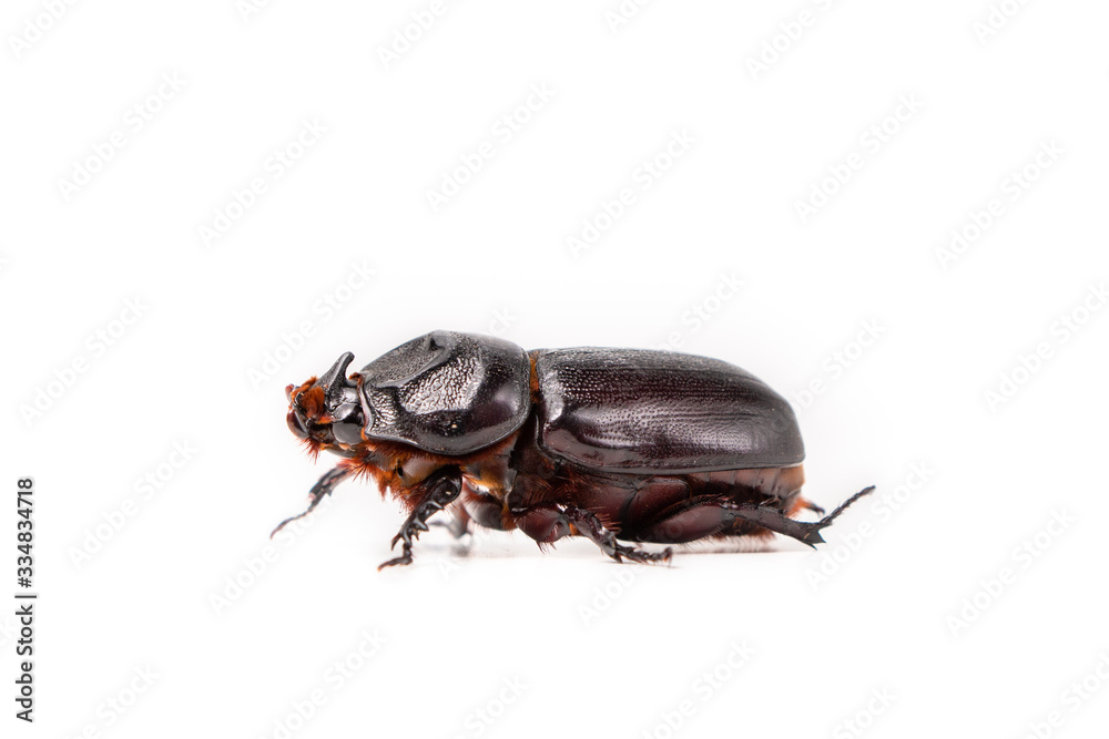 Beetles in nature ,Rhino beetle (Dynastinae) isolated on white background stock photo Beetles in nature ,Rhino beetle (Dynastinae) isolated on white background stock photo