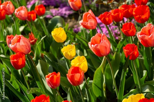 Tulip flowers and other spring flowers in grass in garden.
