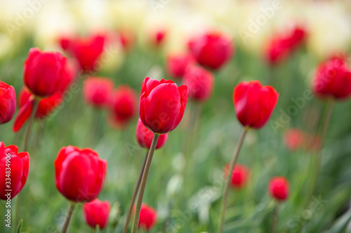 field of red tulips © Gary Shiu