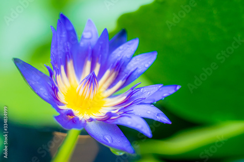 Close up of beautiful lotus flower plants in pond.