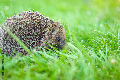 Western European Hedgehog in a green grass, close up.
