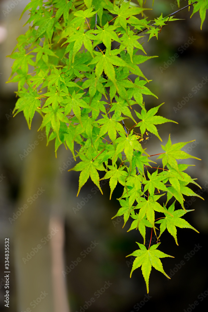 Fototapeta premium Fresh spring background. Maple branch. Green foliage of Japanese maple in a stone garden. Natural background of maple leaves and rocks in the sun rays.