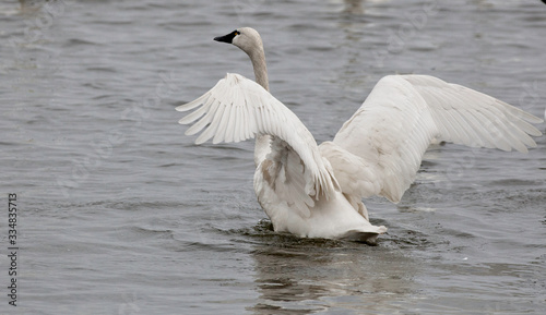 Tundra Swans