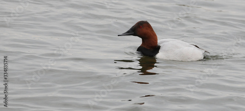Canvasback Swimming