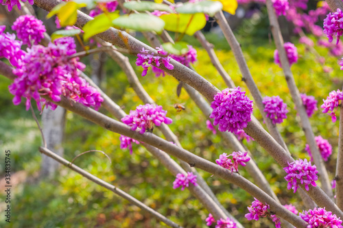 Bunches of pink flowers. Blooming cercis tree. Beautiful floral background. Purple flowers on the branches