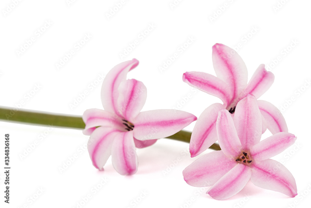 Pink flower of hyacinth, isolated on white background
