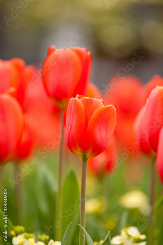 Red tulips in the garden