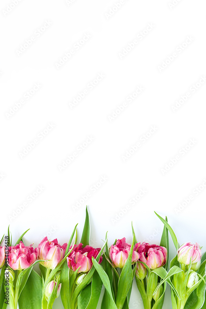 Top view on pink tulip flowers that lie flat next to a white background. Concept flat layout, holiday, gift, postcard, international women's day, March 8th. Top view on pink tulip flowers that lie flat next to a white background. Concept flat layout, holiday, gift, postcard, international women's day, March 8th.