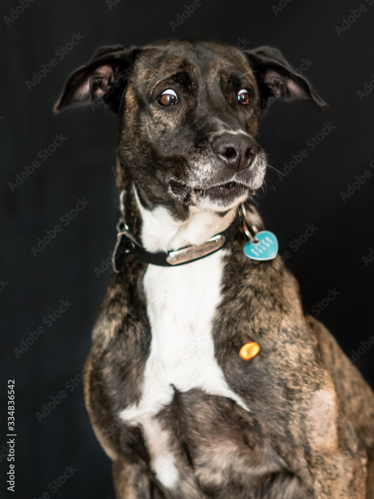 portrait of a dog catching treats portrait of a dog catching treats