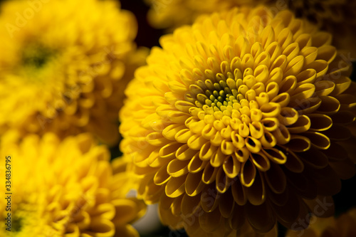 yellow flower closeup of a sunflower