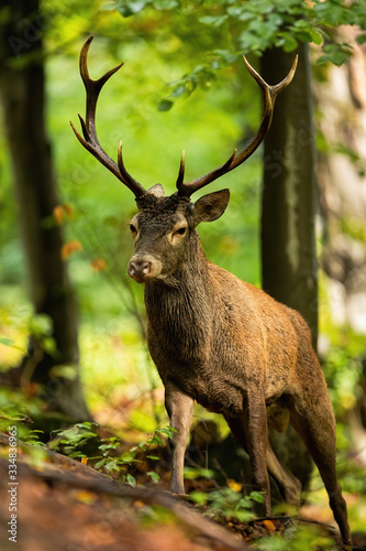 Active red deer, cervus elaphus, stag walking up a hill in summer forest from front view. Energetic wild animal moving in nature with green vivid leafs in background.