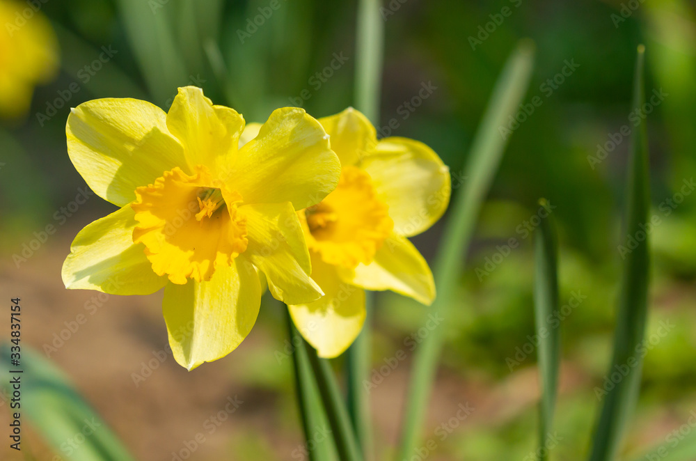 Yellow narcissus bloomed Yellow narcissus bloomed