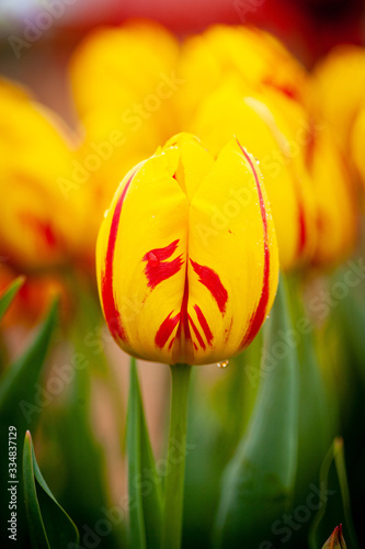 Yellow tulip photo