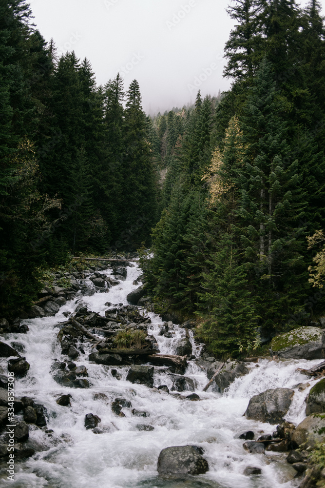 mountain river on the background of the forest mountain river on the background of the forest
