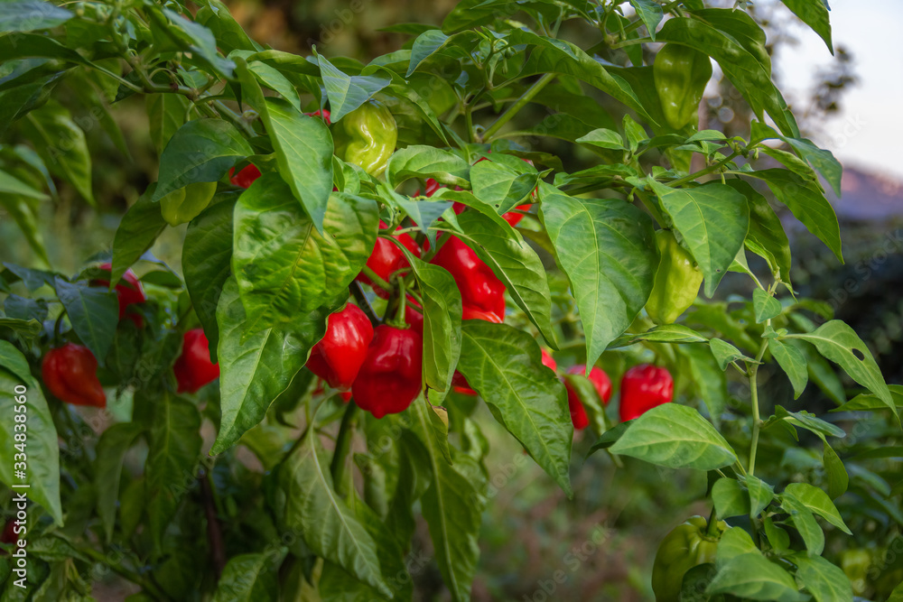 Health plant of chili pepper 