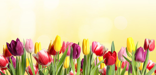 Many beautiful tulips on light background. Banner design