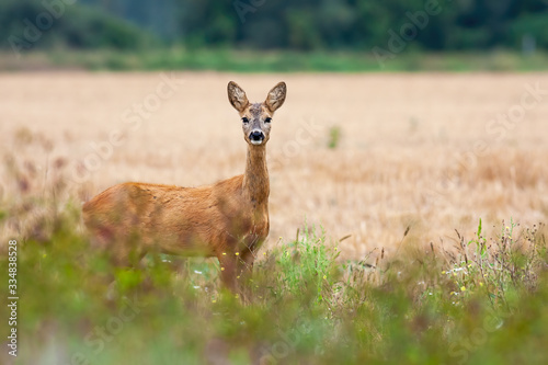 Adorable roe deer, capreolus capreolus, doe looking on side of grain field in countryside from side view with copy space. Cute female mammal listening in summer nature. Animal wildlife scenery.