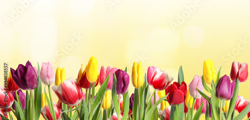 Many beautiful tulips on light background. Banner design #334838557