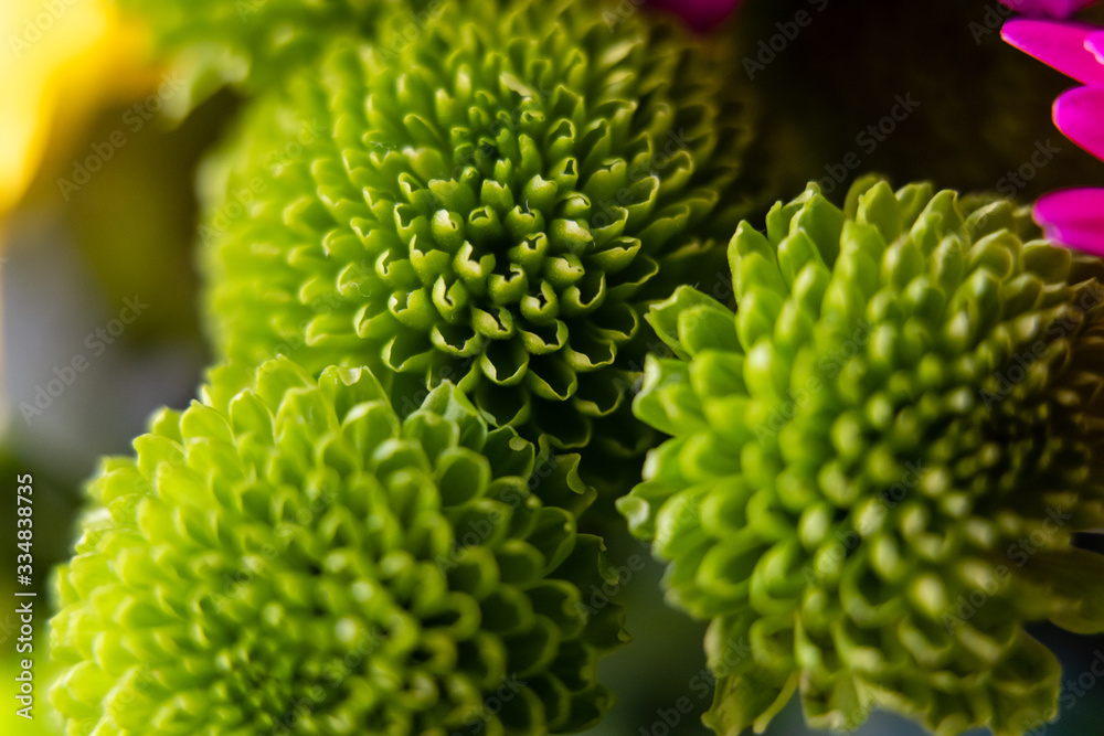close up of green flowers close up of green flowers