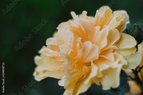 petals of a yellow orange flower closeup